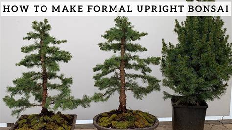 Making Formal Upright Bonsai From Alberta Spruce Youtube