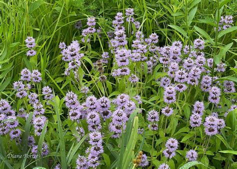 Downy Wood Mint By Diane Porter My Gaia