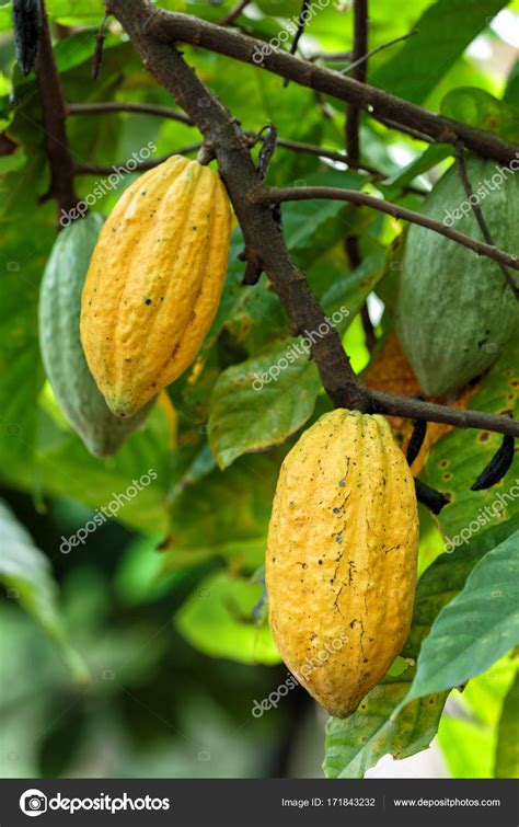 Cacao Tree (Theobroma cacao). Organic cocoa fruit pods in nature ...