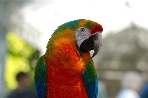 Ara Hybrid Parrot Bird Animal Colorful Domestic Exotic Macaw