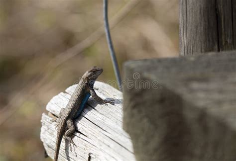 Large Male Eastern Fence Lizard Stock Photo Image Of Fence