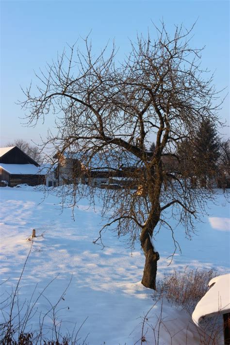 Free Images Landscape Tree Forest Branch Snow Winter Flower