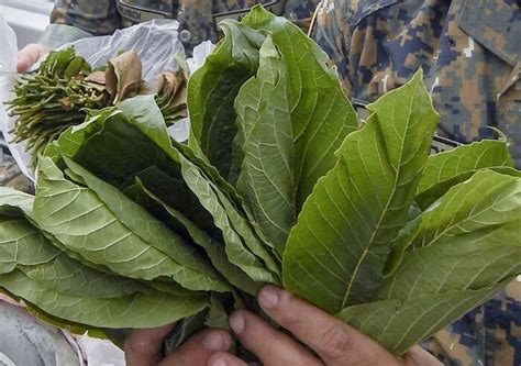 Daun Ketum Malaysia Tak Terjual Di Thailand Harga Menjunam Sehingga