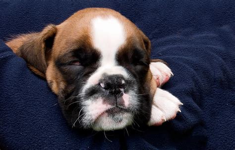 Boxer Puppy sleeping Photograph by Weston Westmoreland - Fine Art America