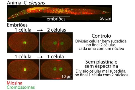 Cientistas Do I S Descobrem Nova Prote Na Envolvida Na Divis O Celular