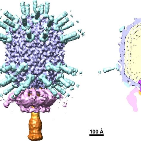 Diagram Of Bacteriophage 29 Showing Its Structural Components Left A