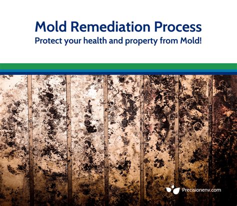 Mold Remediation Process | Precision Environmental