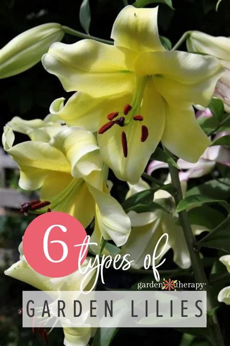 The 6 Types Of Lilies For The Summer Garden Artofit