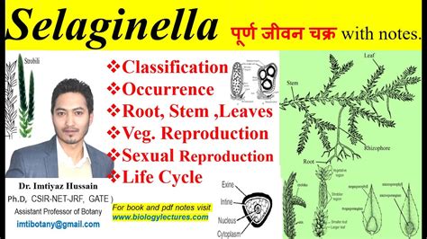 Selaginella Complete Life Cycle Pteridophyta Pteridophytes