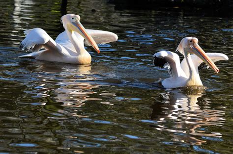 Pelican Free Stock Photo Public Domain Pictures