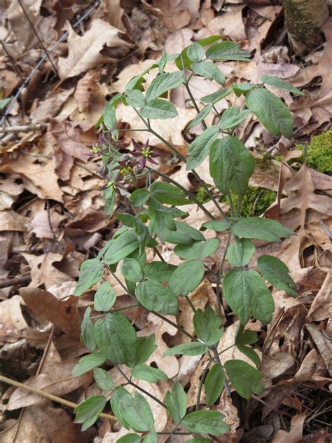 Caulophyllum Giganteum Early Blue Cohosh 1 Gallon Catskill Native