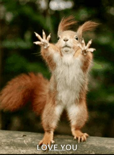 Funny Images S Tenor