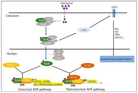 Biomedicines Free Full Text Aryl Hydrocarbon Receptors Evidence Of