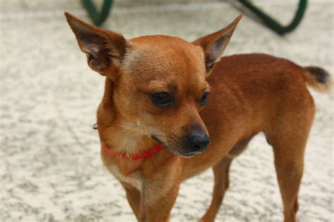 TEACUP CHIHUAHUA RESCUE