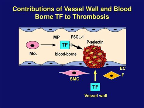 Ppt Molecular Events In Thrombosis Powerpoint Presentation Free