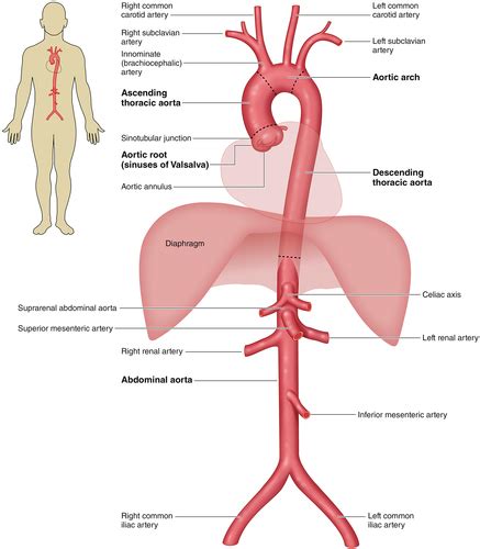 2022 ACC AHA Guideline For The Diagnosis And Management Of Aortic