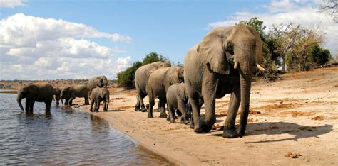 Chobe National Park || Chobe Safari Lodges