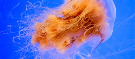 The Giant Lions Mane Jellyfish Critter Science