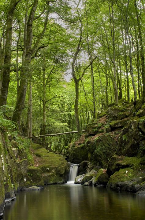 Free Images Landscape Tree Nature Outdoor Rock Waterfall Creek Wilderness Branch