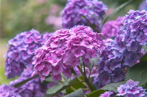 Nikko Blue Hydrangea Plant Care And Growing Guide