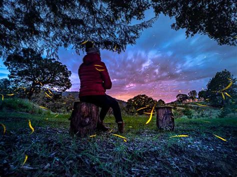 Temporada De Luciérnagas 2023 Lánzate A Canto Del Bosque En Tlaxcala