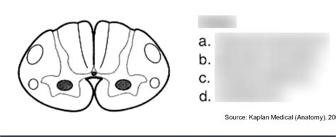 Neuro Block 2 Diagram Quizlet