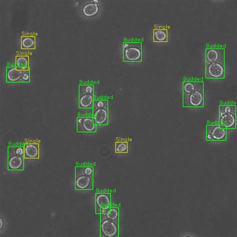 Yeast Cell Segmentation And Classification Mitodynamics © 2023 The Johns Hopkins University