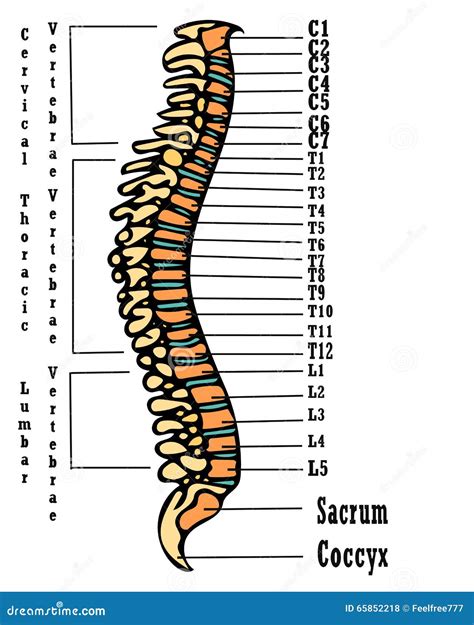 Human Spine Anatomy Scheme Stock Illustration Illustration Of Human