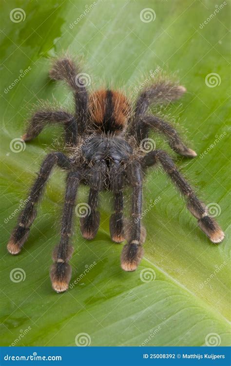 Pink Toe Tarantula stock photo. Image of pets, cuba, pink - 25008392