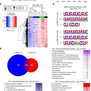 Identification Of Ptbp Associated Mrnas In Axoplasm A Schematic Of