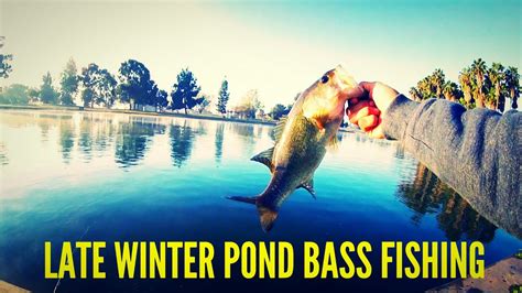 Late Winter Pond Bass Fishing Youtube