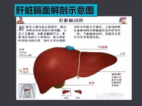 肝叶分段 肝的分叶分段 肝分段 大山谷图库