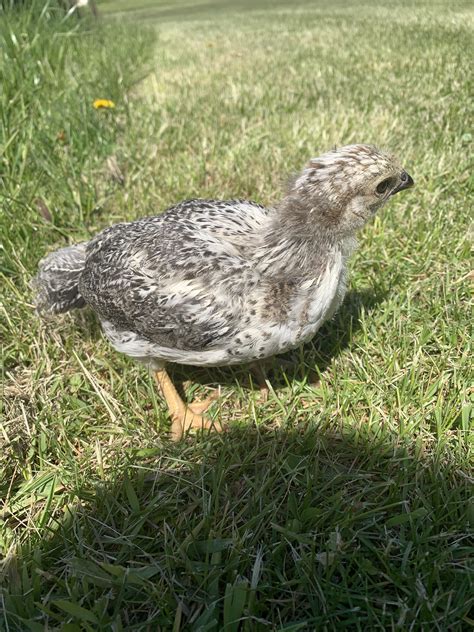 Can Anyone Identify What Breed This Is He She Looks Like A Hawk Almost R Chickens