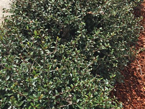 Dwarf Ilex Vomitoria Nana Plant 1gallon Dwarf Yaupon Holly Live Plant