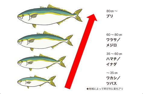 出世魚「ブリ」の名前の順番は？ハマチ・カンパチ・ヒラマサとの違いも解説 くらひろ