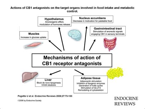 How does the Endocannabinoid System Function | Montana BioTech