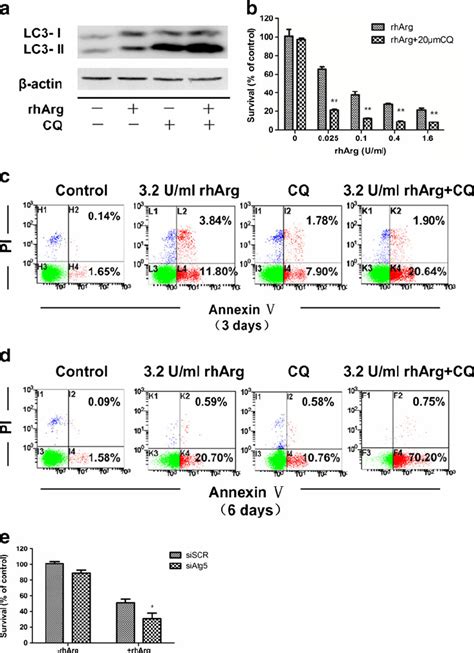 CQ An Autophagy Inhibitor Enhanced RhArg Induced Growth Inhibition