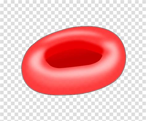 Red Blood Cell Hemoglobin Cell Nucleus Cell Transparent Background PNG