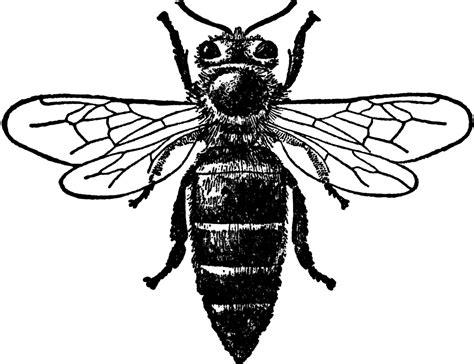 Bee Line Art - ClipArt Best