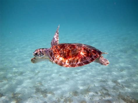 What Animals Can You See on Anna Maria Island? - Anna Maria Island