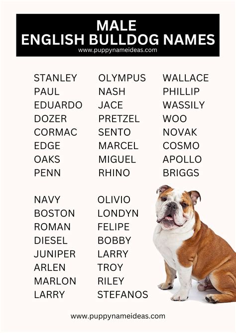 380+ English Bulldog Names (With Meanings)