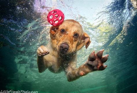 Unusual Photography Of Underwater Dogs By Seth Casteel Design Swan