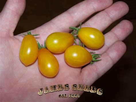 Ildi Heirloom Grape Tomato Jakes Seeds