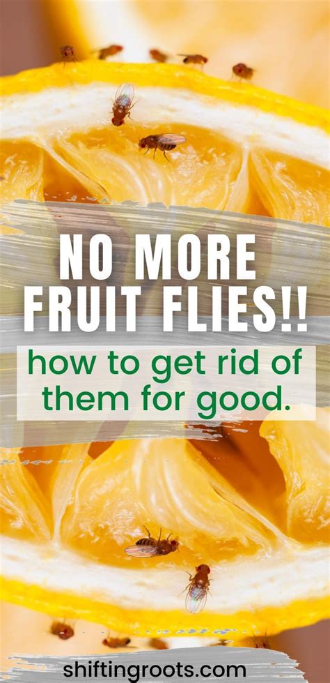 How To Get Rid Of Fruit Flies Its Not What You Think