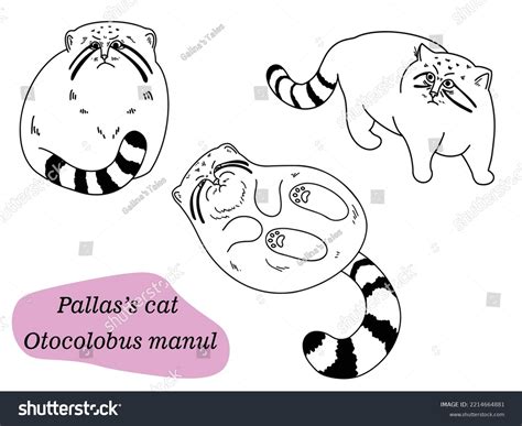 Otocolobus Manul Pallas Cat Set Of Outline Royalty Free Stock Vector