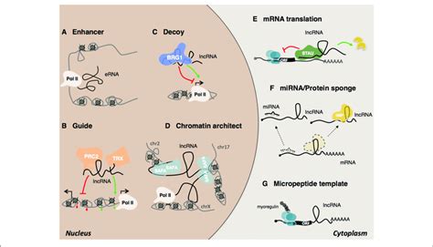 Mechanisms Of Lncrna Actions In The Nucleus Lncrnas Can Act As A