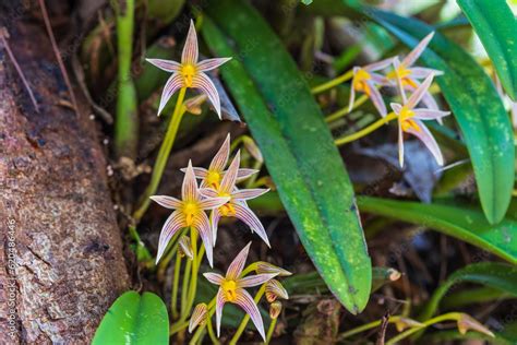 Bulbophyllum Siamense Rchb F Beautiful Rare Wild Orchids In Tropical