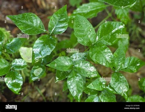 poison ivy plants Stock Photo - Alamy