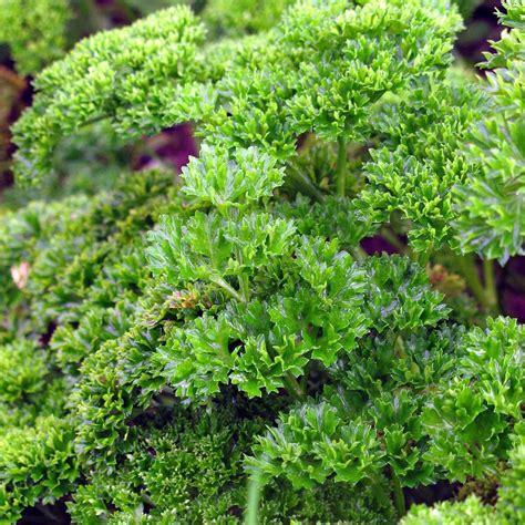 Curly Leaf Parsley Petroselinum Crispum Seeds