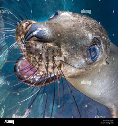 Smiling sea lion hi-res stock photography and images - Alamy